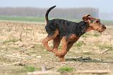 WELSH TERRIER 077